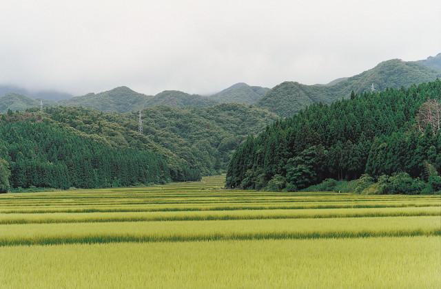 Île de Sado-shima. Japon. 1997