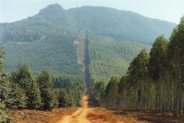 Limpopo, Afrique du Sud. 2012.