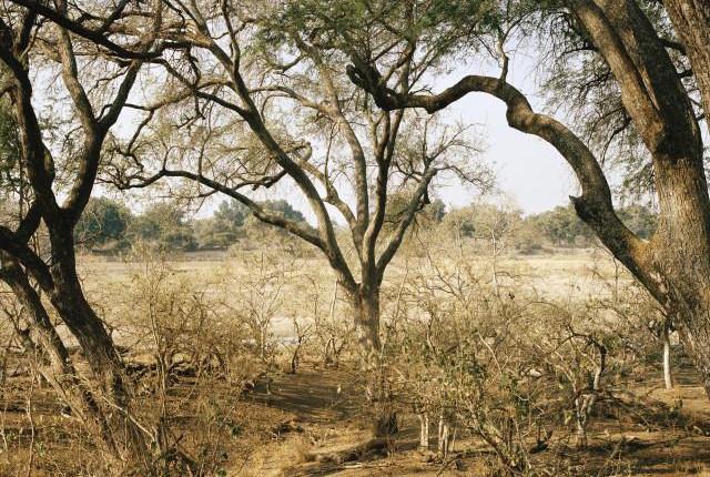 Afrique du Sud. 2012.