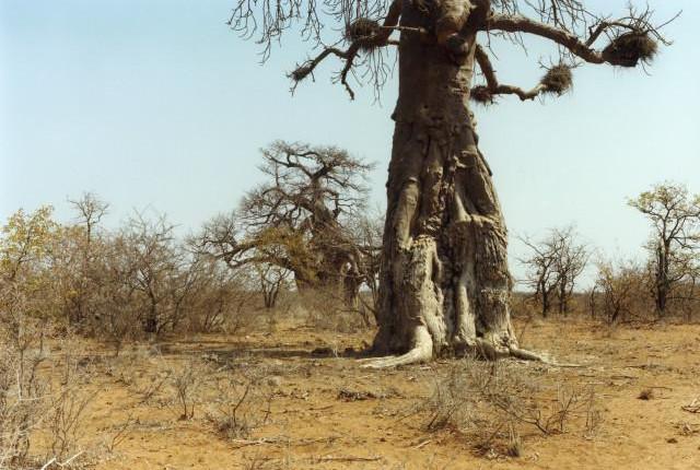 Limpopo, Afrique du Sud. 2012.