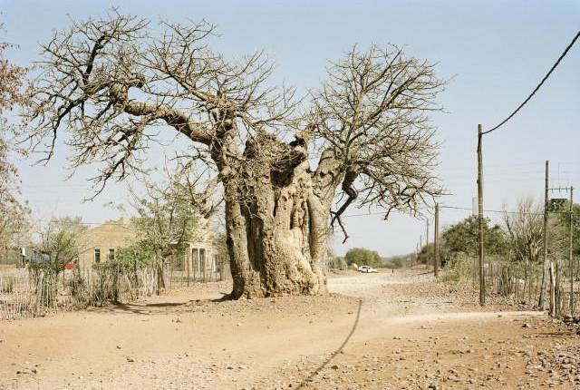 Limpopo, Afrique du Sud. 2012.