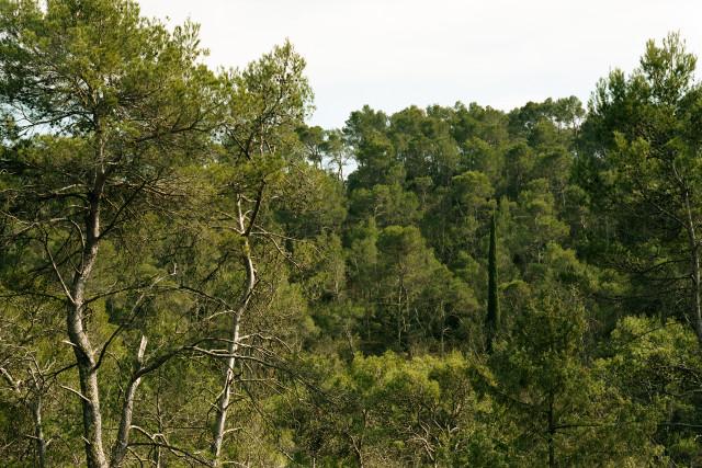 Environs de Tourtour, Provence-Alpes-Côte d'Azur. 2016