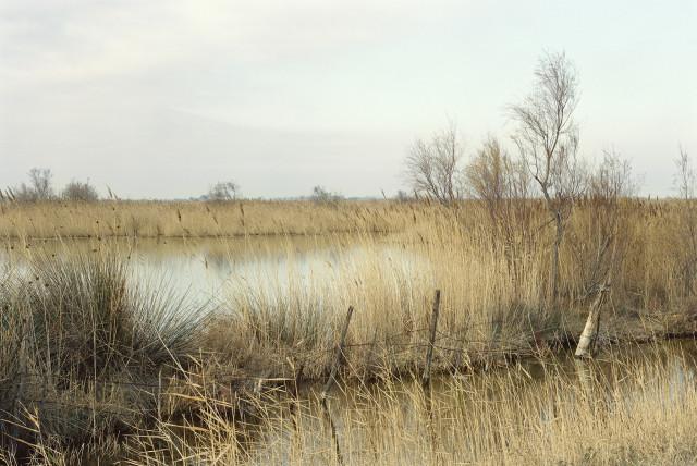 Étang de Consécanière, Saintes-Maries-de-la-Mer. 2013