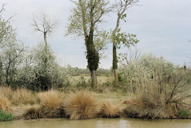 Environs du Sambuc, Arles. 2013