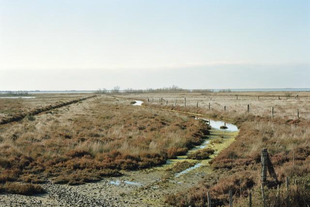 Étang du Fournelet, Arles. 2013
