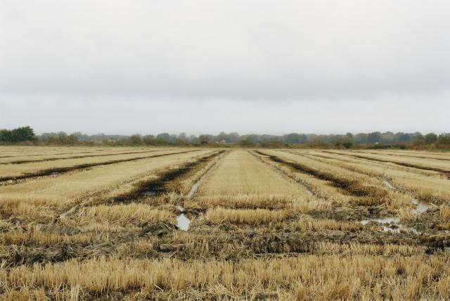 Rizière au Sambuc, Arles. 2013