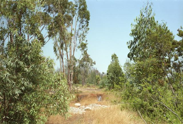 Côte orientale, Corse. 1994